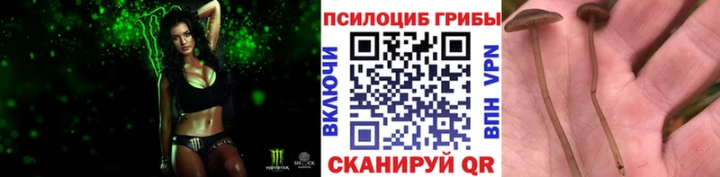 дарнет шоп  Чита  Псилоцибиновые грибы ЛСД 